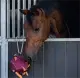 QHP Horse Toy Ball